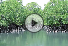 Mangrove Forest